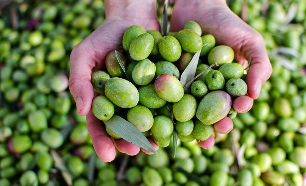 recolección de la aceituna