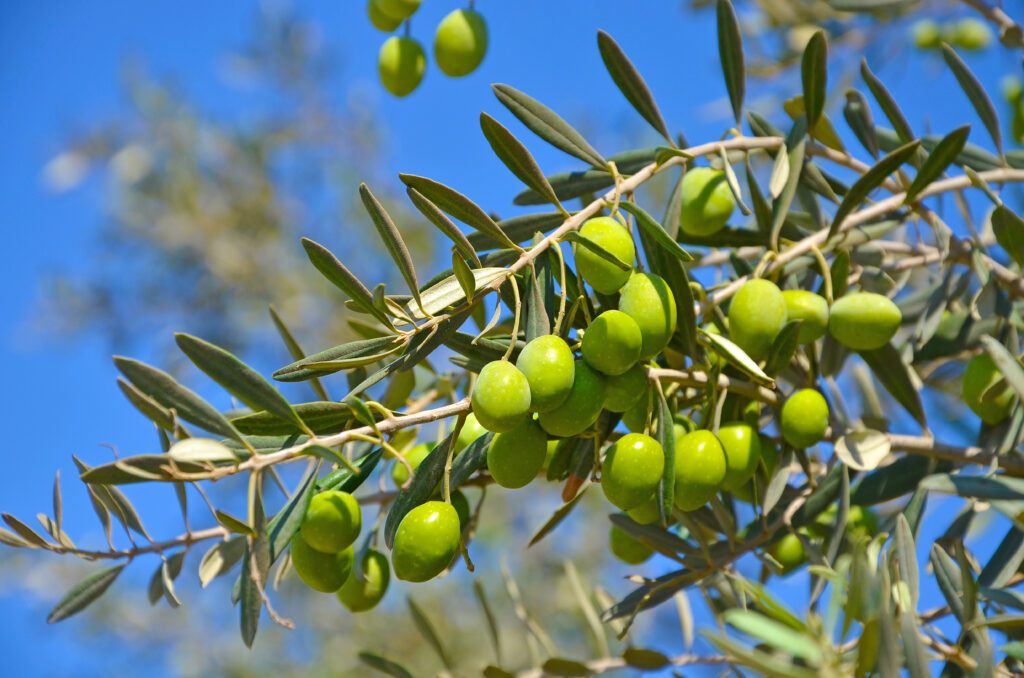 variedades de aceite de oliva virgen