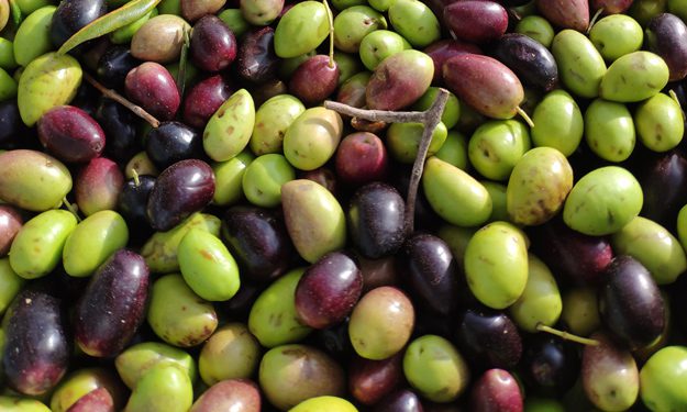 variedades de aceite de oliva
