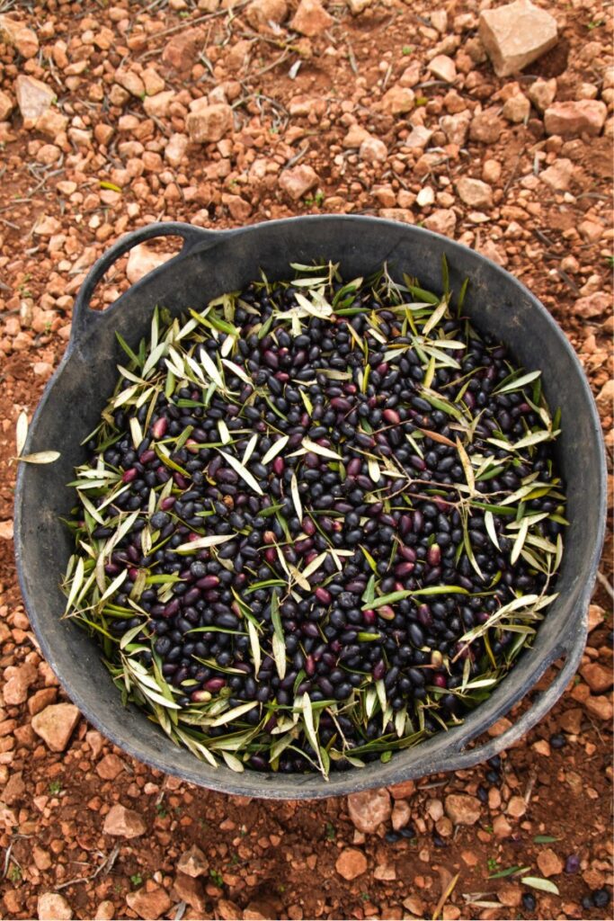 variedad de aceituna picual