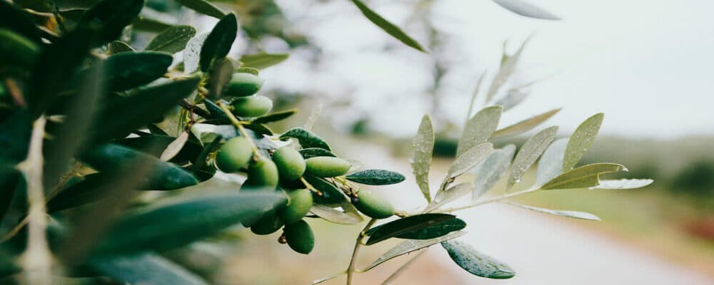usos medicinales del olivo